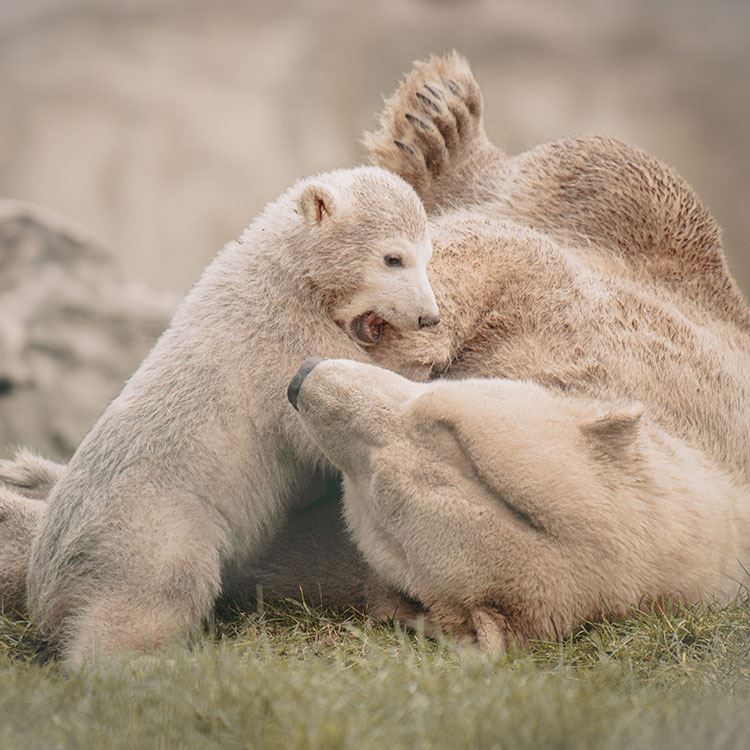 hup-omgeving-dierenrijk-ijsberen